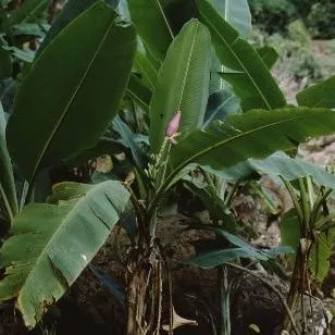 thumbnail for publication: Musa rosa Banana